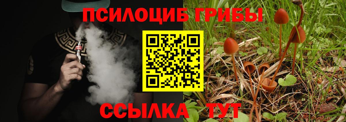 Скопин  Псилоцибиновые грибы Psilocybe  Вход с VPN 